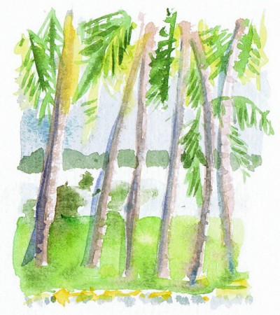 HavelockPalms1 600 HavelockPalms1 600