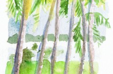 HavelockPalms1 600 HavelockPalms1 600